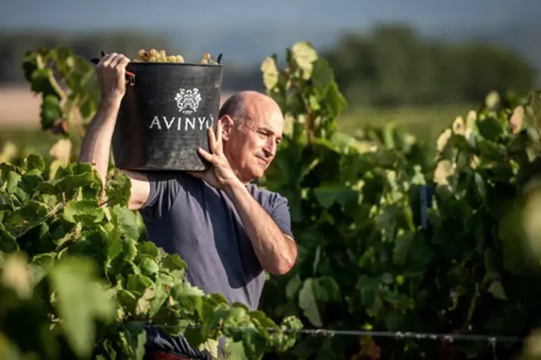 Arriva il Cava: bollicine spagnole d'eccellenza della cantina Avinyó